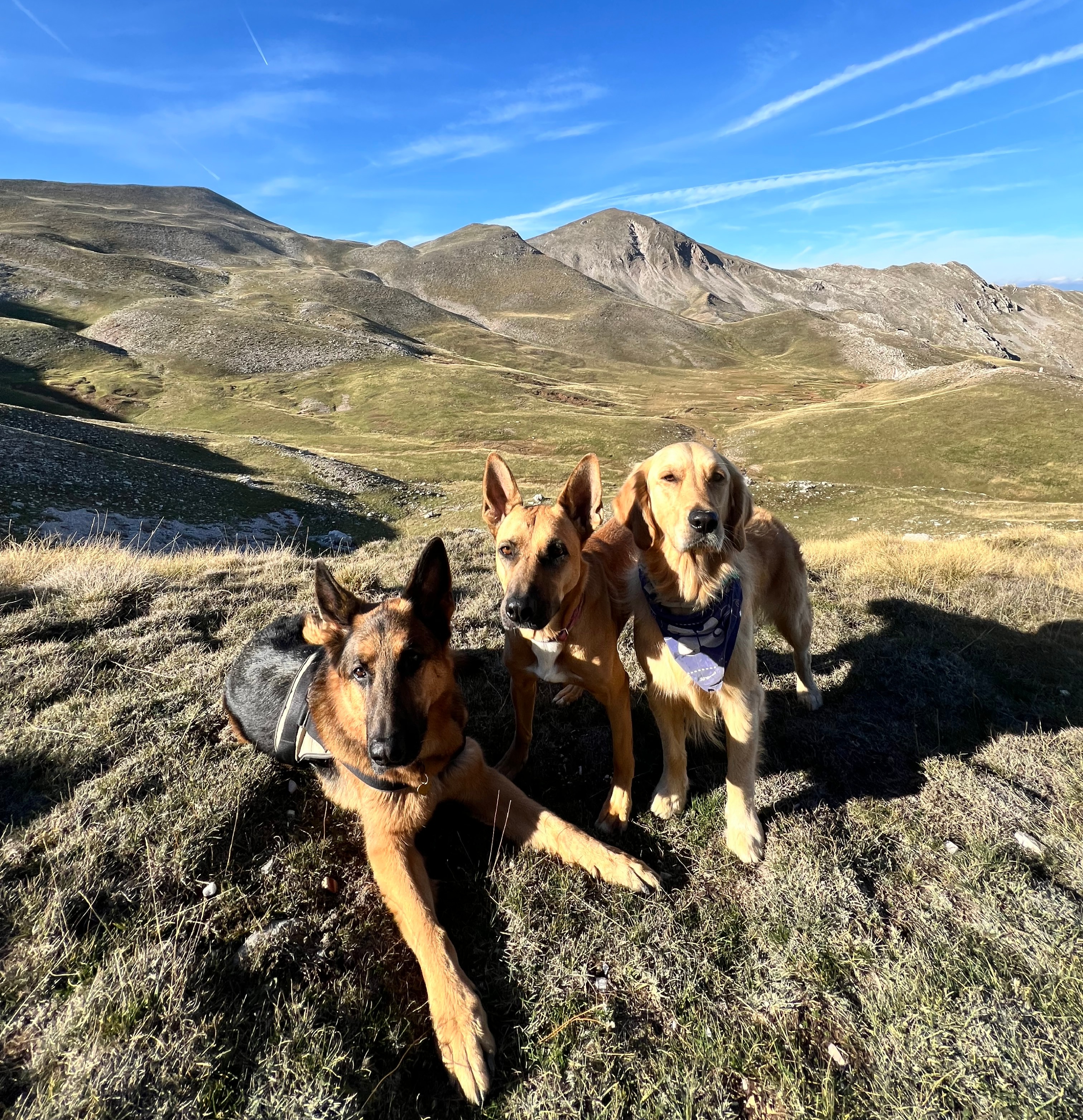 Εκδρομές σκύλων στη φύση - Dog mountain adventures